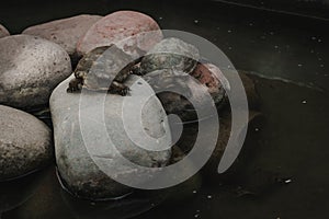 Small turtle on rocks in a green water pond