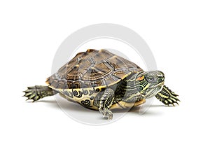 A small turtle stands on a white background