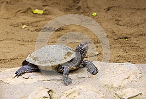 Small turtle on the stone. Close up.