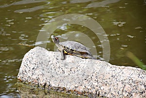 small turtle sun bathing to regulate body temperature