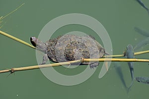 A small turtle swims in green water on a reed. Fishes scurry around