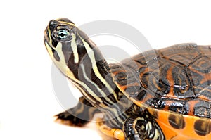 Small turtle on white background