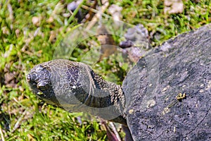 Small Turtles at Lake, Flores, Uruguay