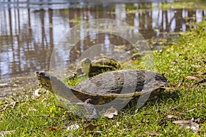 Small Turtles at Lake, Flores, Uruguay