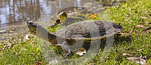 Small Turtles at Lake, Flores, Uruguay