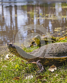 Small Turtles at Lake, Flores, Uruguay
