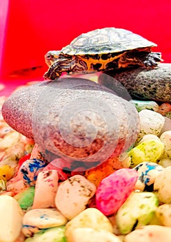 Small turtles like to sunbathe for their health
