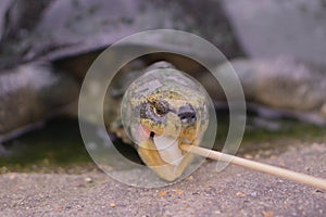 Small turtles are looking at the camera.