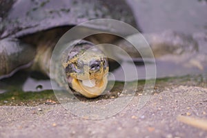 Small turtles are looking at the camera.