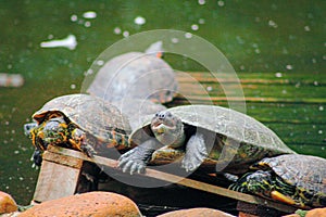 small turtles looking at camera