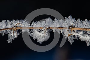 Small twig covered with big hoarfrost ice crystals isolated on dark background