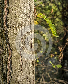 A small twig that grows