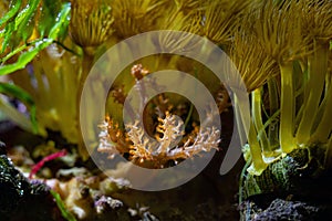 Kenya tree coral, big parazoanthus colony, yellow crust sea anemone polyps in strong current, healthy animals in nano reef marine photo