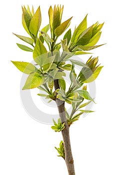 Small twig of lilac with young green leaves, isolated on white background