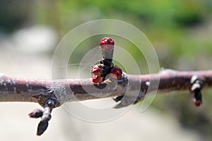 Small twig with pink buds on the green and grey background