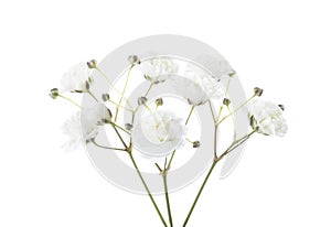 Small twigs with flowers of Gypsophila isolated on white background photo