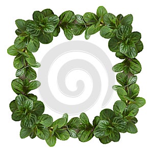 Small twigs with green leaves of peppermint in a floral frame isolated on white background