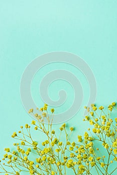 Small Twigs of Yellow Acacia Flowers Border Frame on Turquoise Background. Flat Lay Creative. Easter Mother`s Day