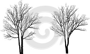 Small two bare isolated tree silhouettes