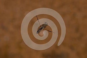 Small Typical Backswimmer Insect