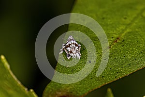 Small Typical Leafhopper Nymph