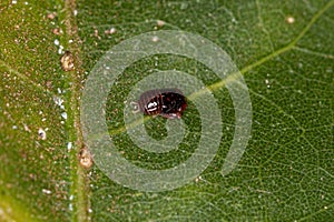 Small Typical Leafhopper Nymph