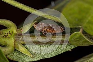 Small Typical Leafhopper