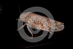 Small Typical Leafhopper