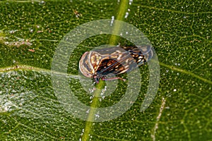 Small Typical Leafhopper