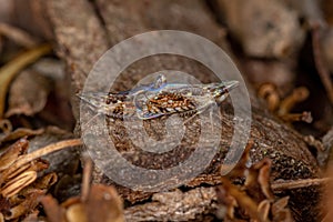 Small Typical Leafhopper