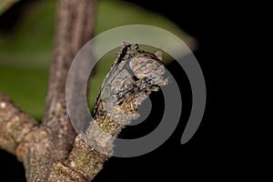 Small Typical Orbweaver