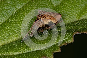 Small Typical Orbweaver