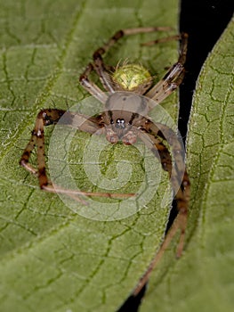 Small Typical Orbweaver