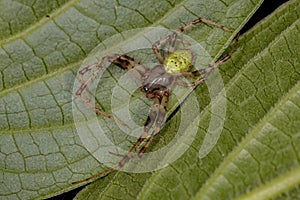 Small Typical Orbweaver