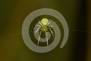 Small Typical Orbweaver