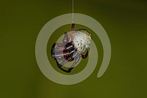 Small Typical Orbweaver