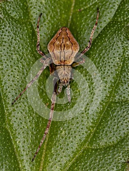 Small Typical Orbweaver