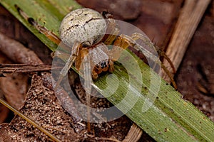 Small Typical Orbweaver