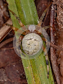 Small Typical Orbweaver