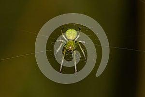 Small Typical Orbweaver