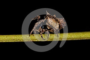 Small Typical Orbweaver