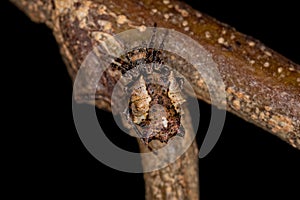 Small Typical Orbweaver