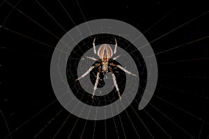 Small Typical Orbweaver
