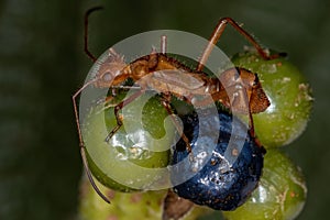 Small Typical Orbweaver