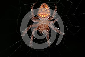 Small Typical Orbweaver