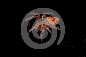 Small Typical Orbweaver