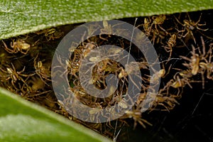 Small Typical Orbweavers