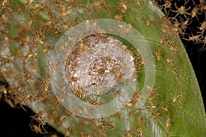 Small Typical Orbweavers