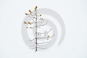 Small ugly pine alone in snow