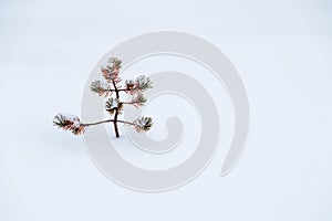 Small ugly pine alone in snow